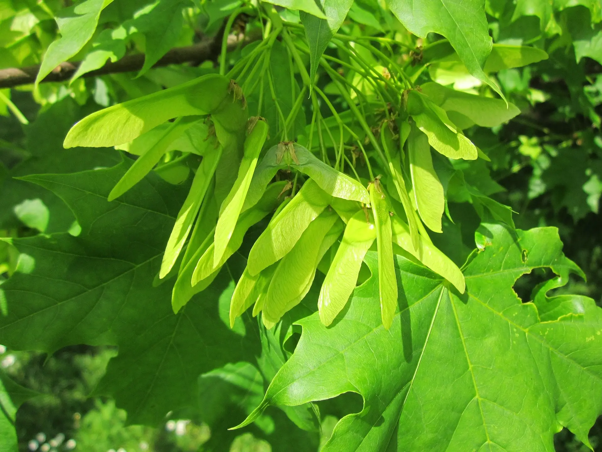 Acer platanoides - Norway Maple