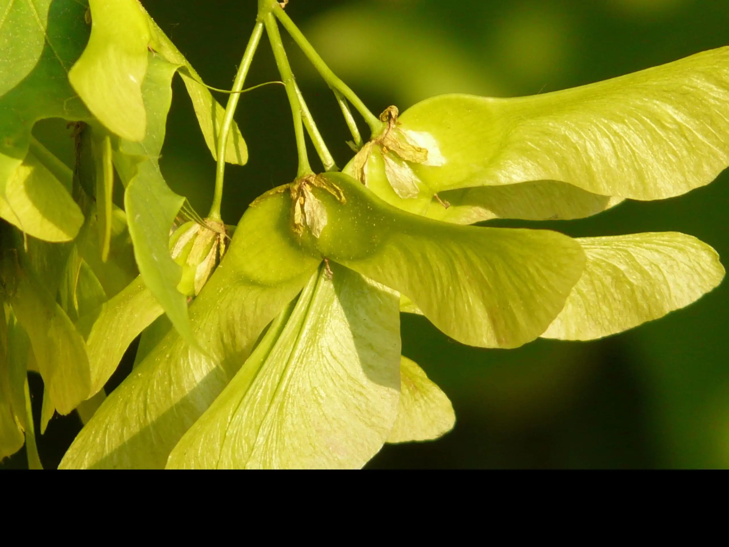 Acer platanoides - Norway Maple