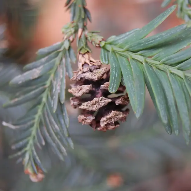 Coast Redwood Seed