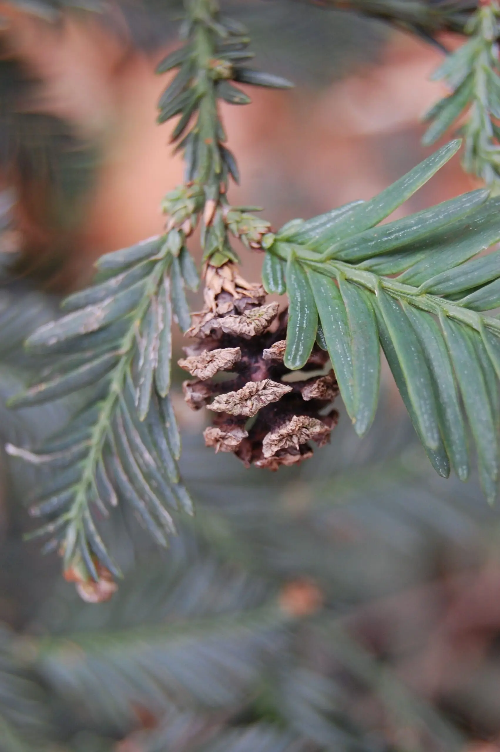 Coast Redwood Seed