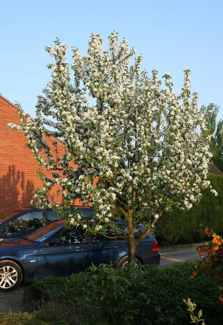 Crab Apple 'John Downie' Tree 80/100cm (2L) - Image 7