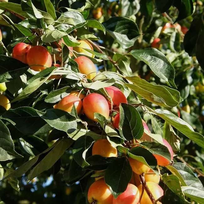 Crab Apple 'John Downie' Tree 80/100cm (2L) - Image 5