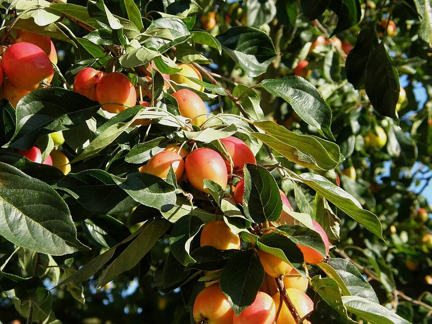 Crab Apple 'John Downie' Tree 80/100cm (2L) - Image 5