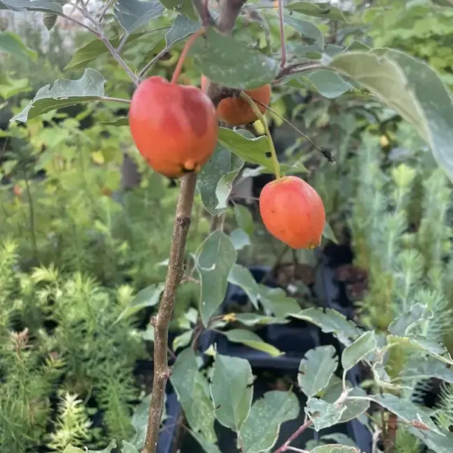 Crab Apple 'John Downie' Tree 80/100cm (2L) - Image 6