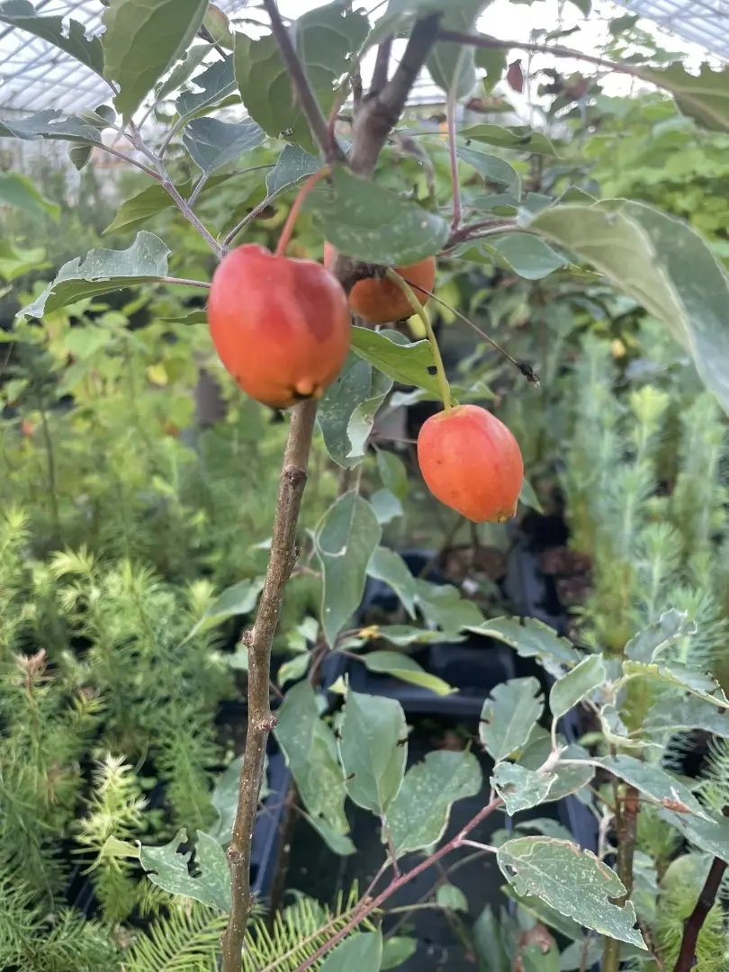 Crab Apple 'John Downie' Tree 80/100cm (2L) - Image 6