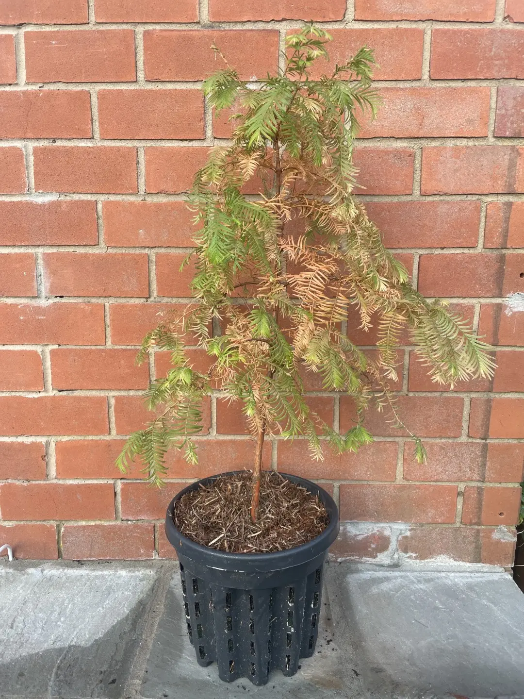Dawn Redwood Tree in Autumn