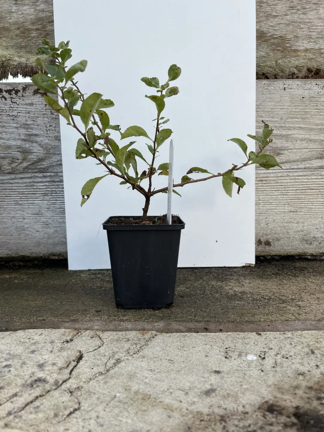 Japanese Quince Trees at Yarrow Gardens