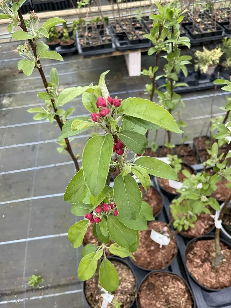Crab Apple 'Golden Hornet' Tree 60/80cm (2L) - Image 3