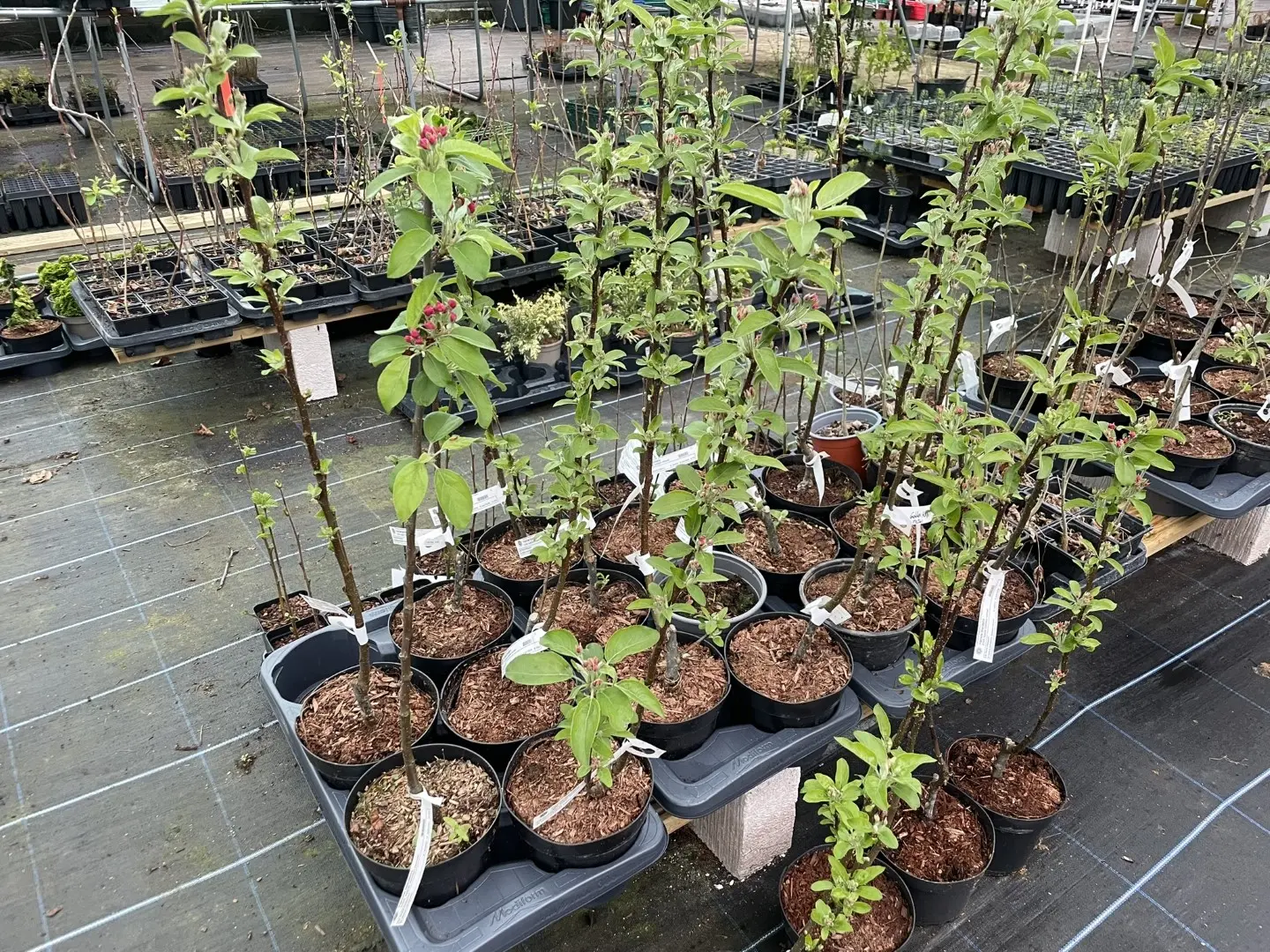 Crab Apple 'John Downie' Tree 80/100cm (2L)