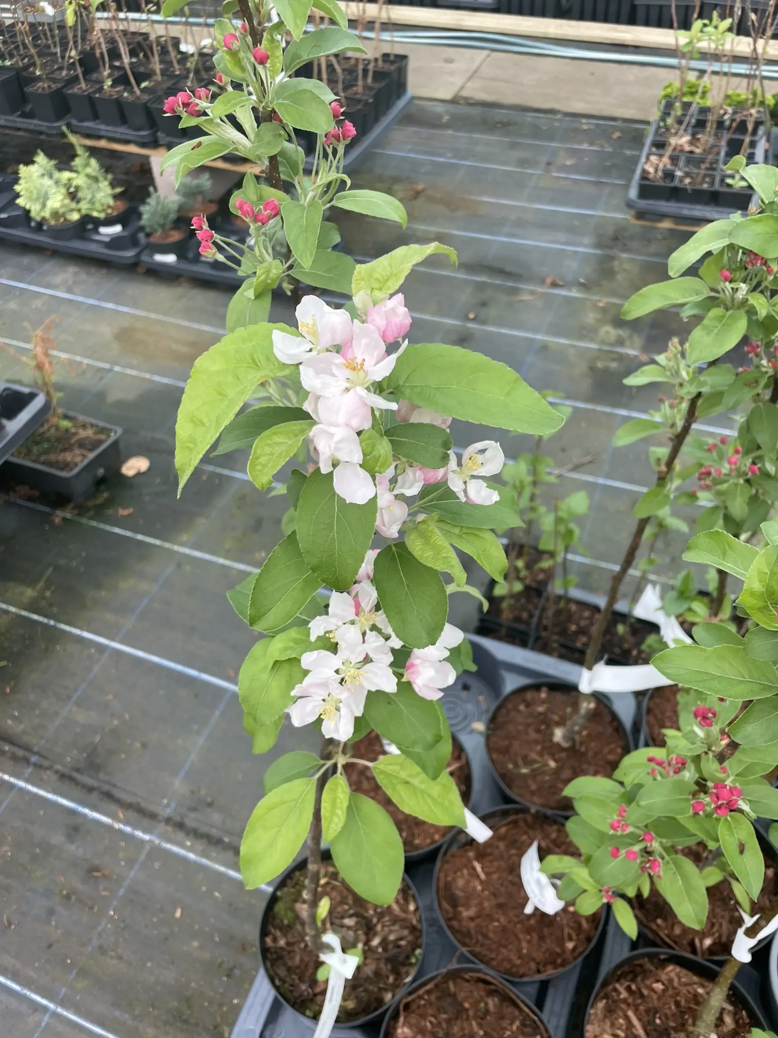 Crab Apple 'Golden Hornet' Tree 60/80cm (2L) - Image 6