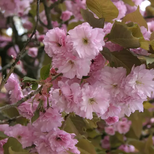 Japanese Cherry Blossom