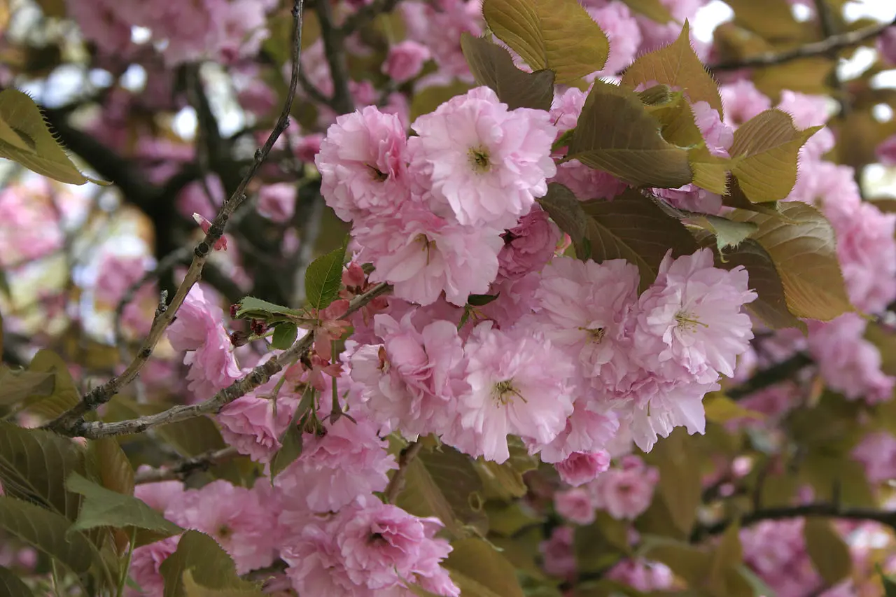 Japanese Cherry Blossom
