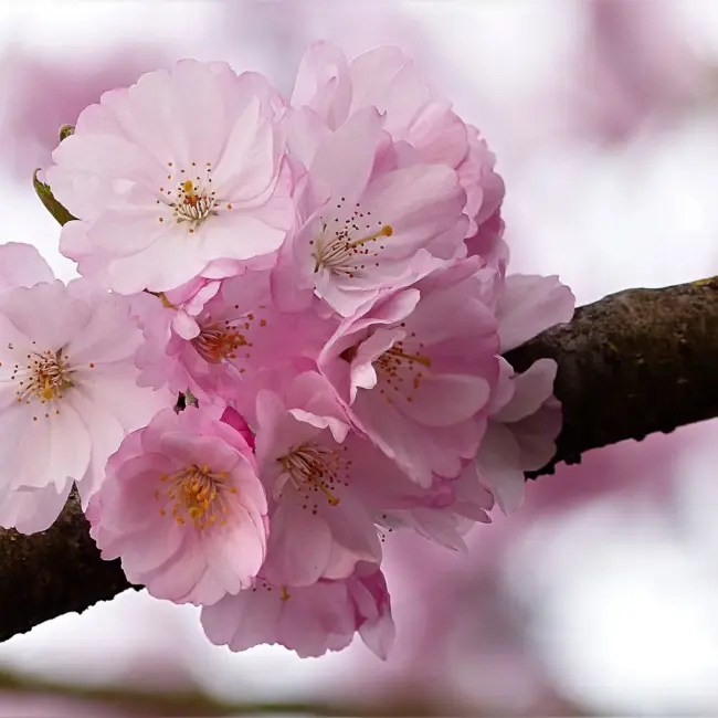 Japanese Cherry Blossom
