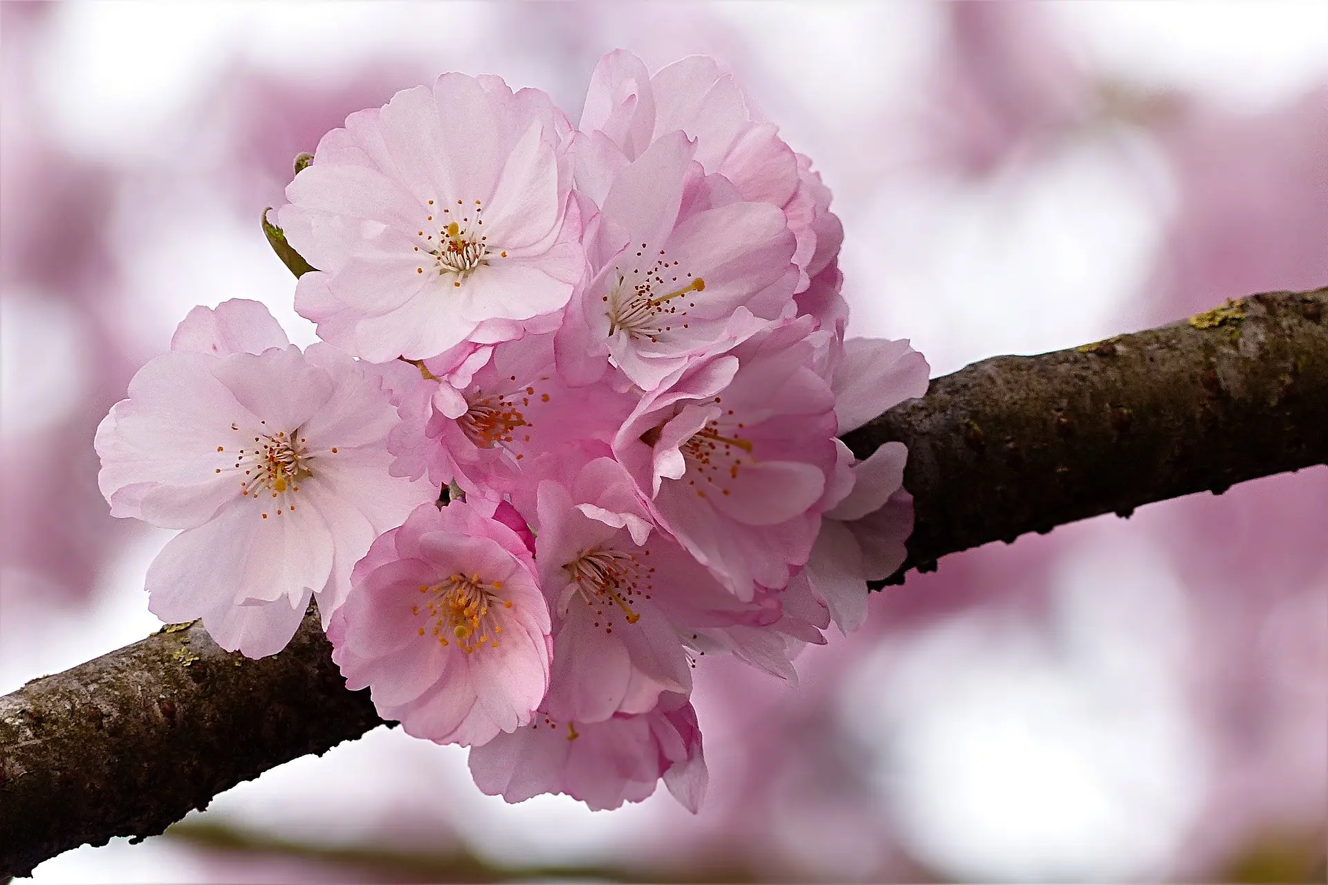 Japanese Cherry Blossom