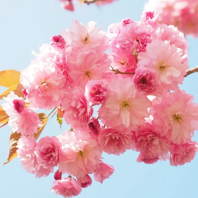 Japanese Cherry Blossom Tree Seeds - Image 10