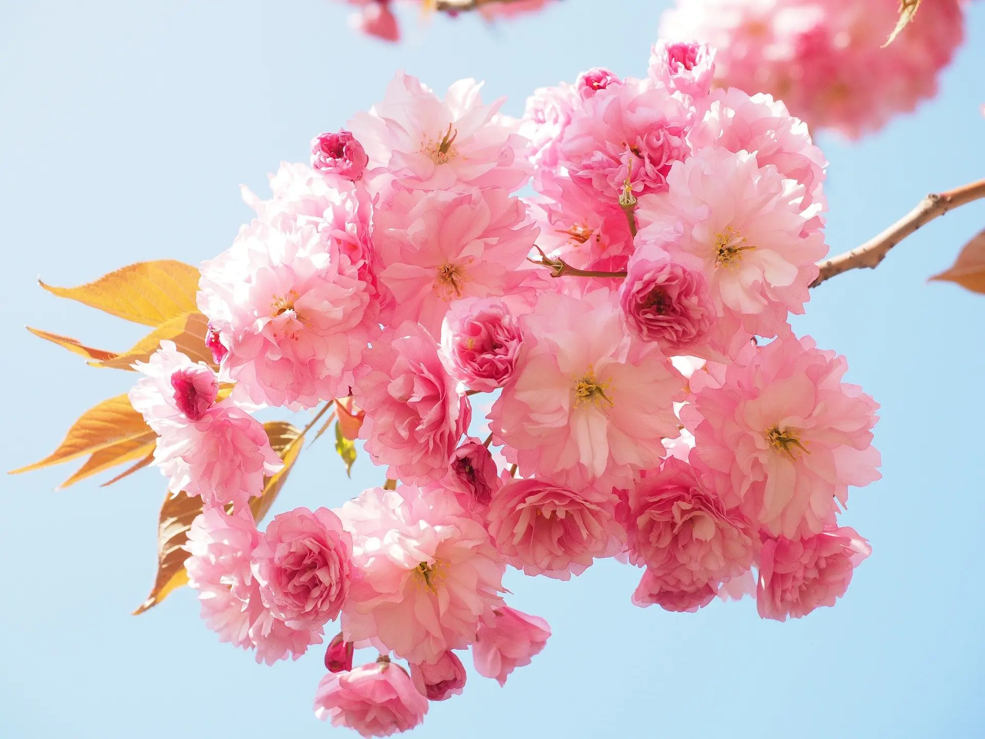 Japanese Cherry Blossom Tree 40/60cm (P9T) - Image 12