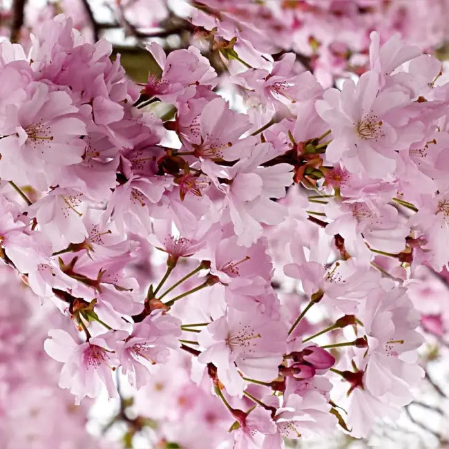 Japanese Cherry Blossom