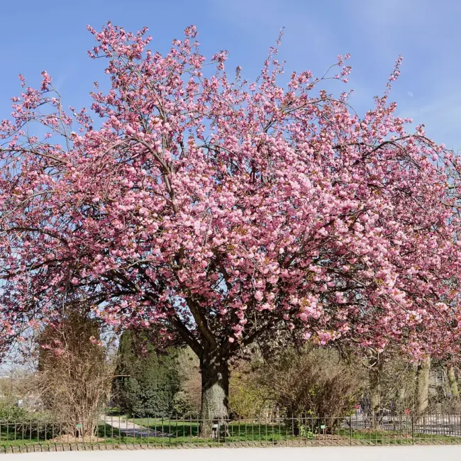 Japanese Cherry Blossom