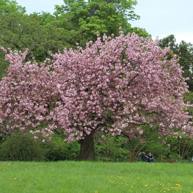 Japanese Cherry Blossom