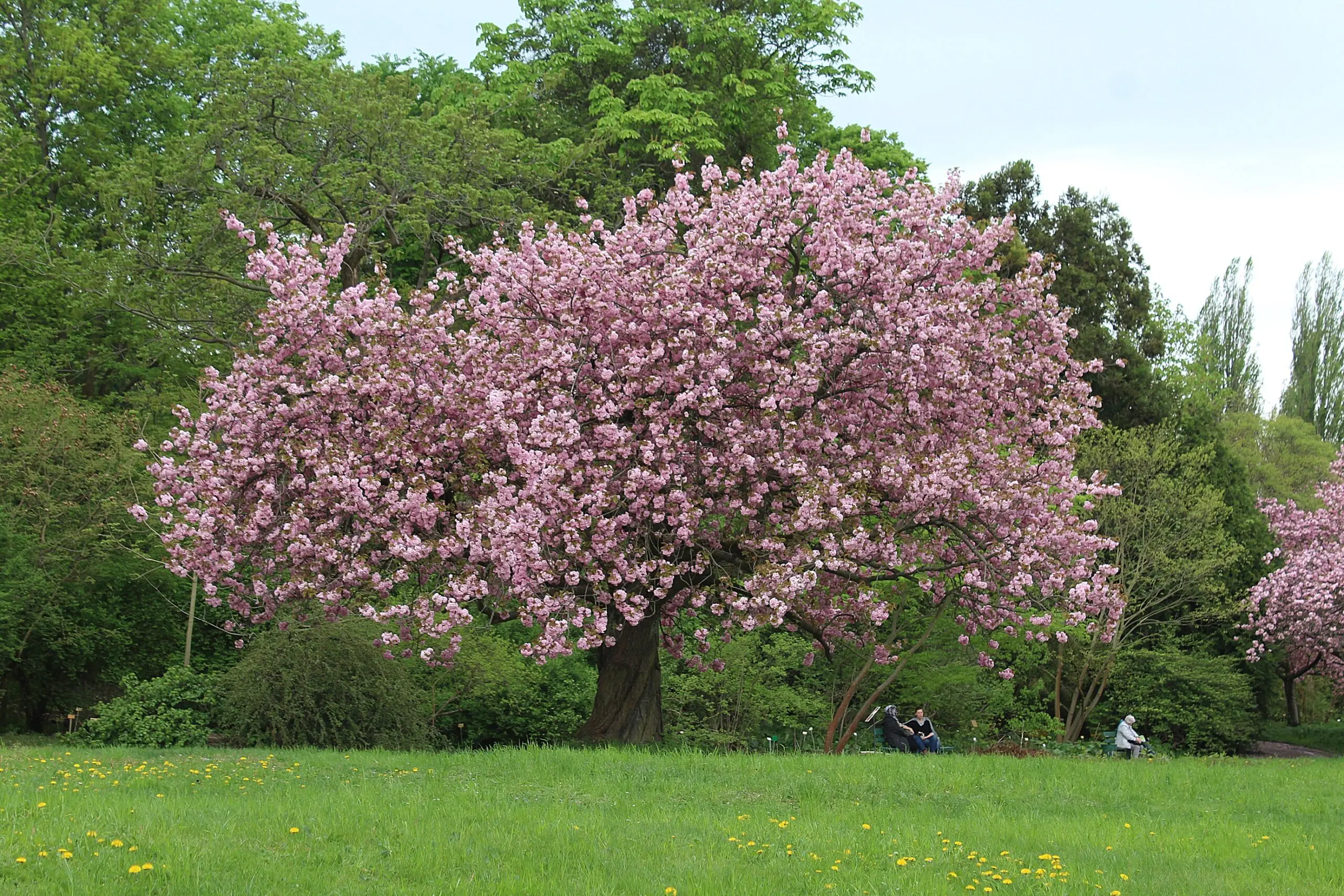 Japanese Cherry Blossom