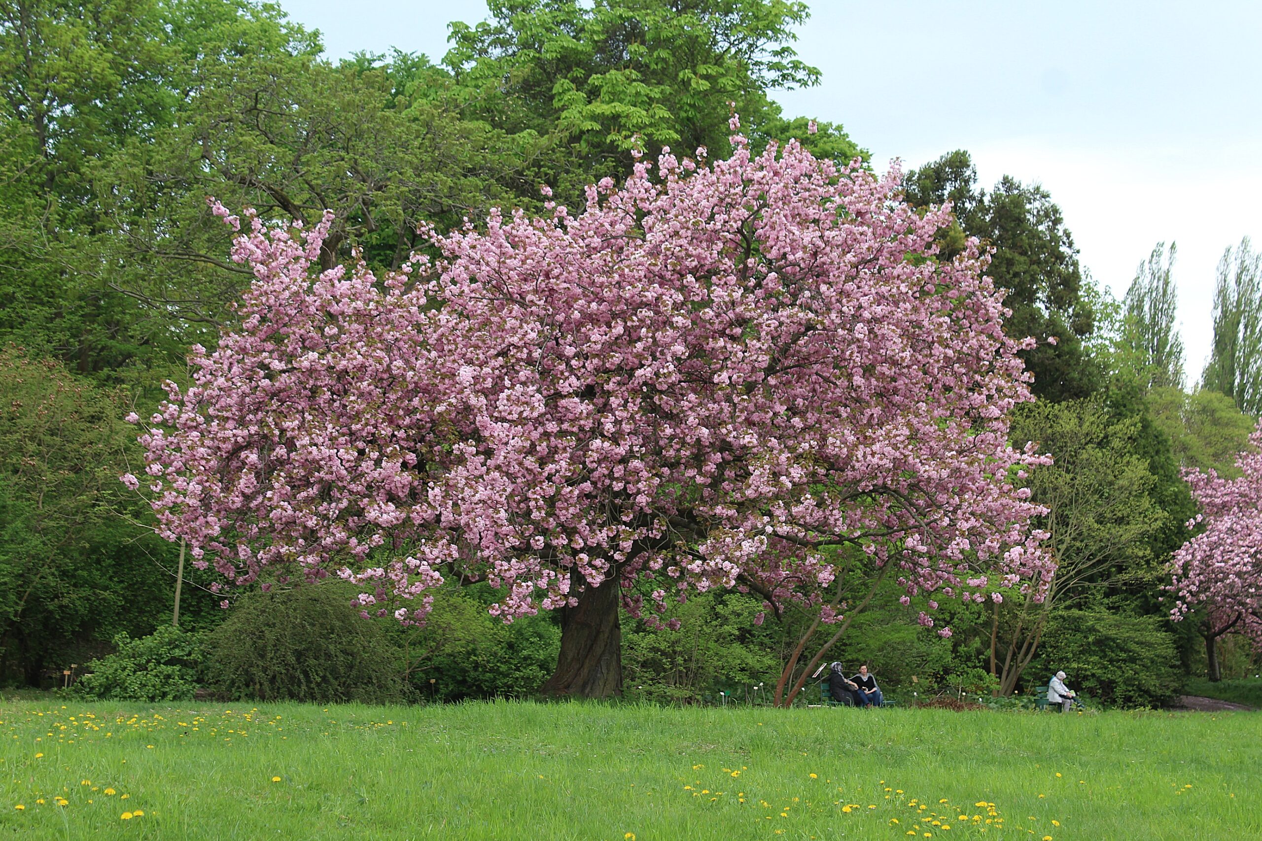 🌸 Japanese Cherry Blossom 🌸 Prunus serrulata - Sakura Tree