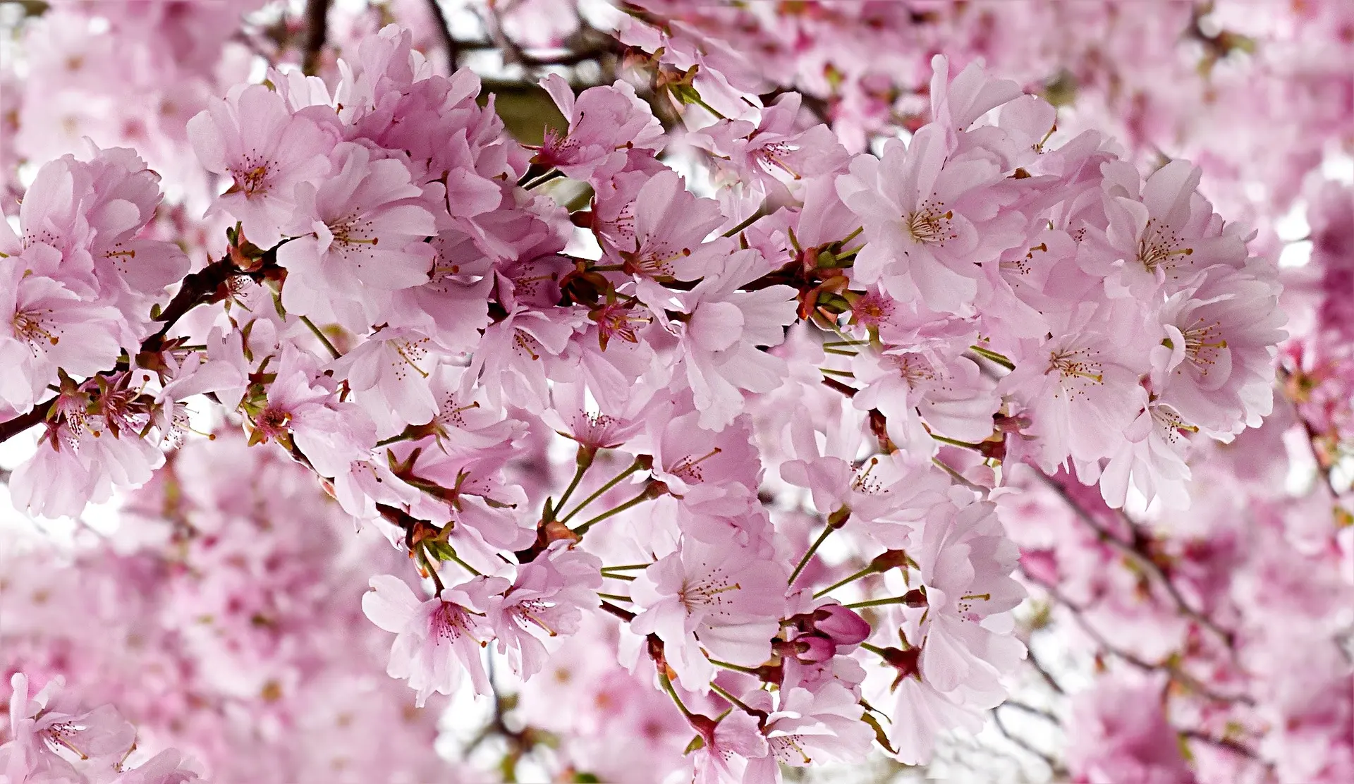 Japanese Cherry Blossom