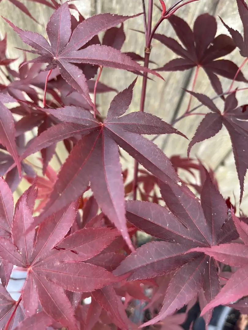 Japanese Maple Acer 'Bloodgood' 20/40cm (3L)