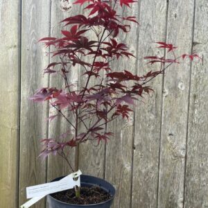 Japanese Maple Acer 'Bloodgood' 20/40cm (3L)