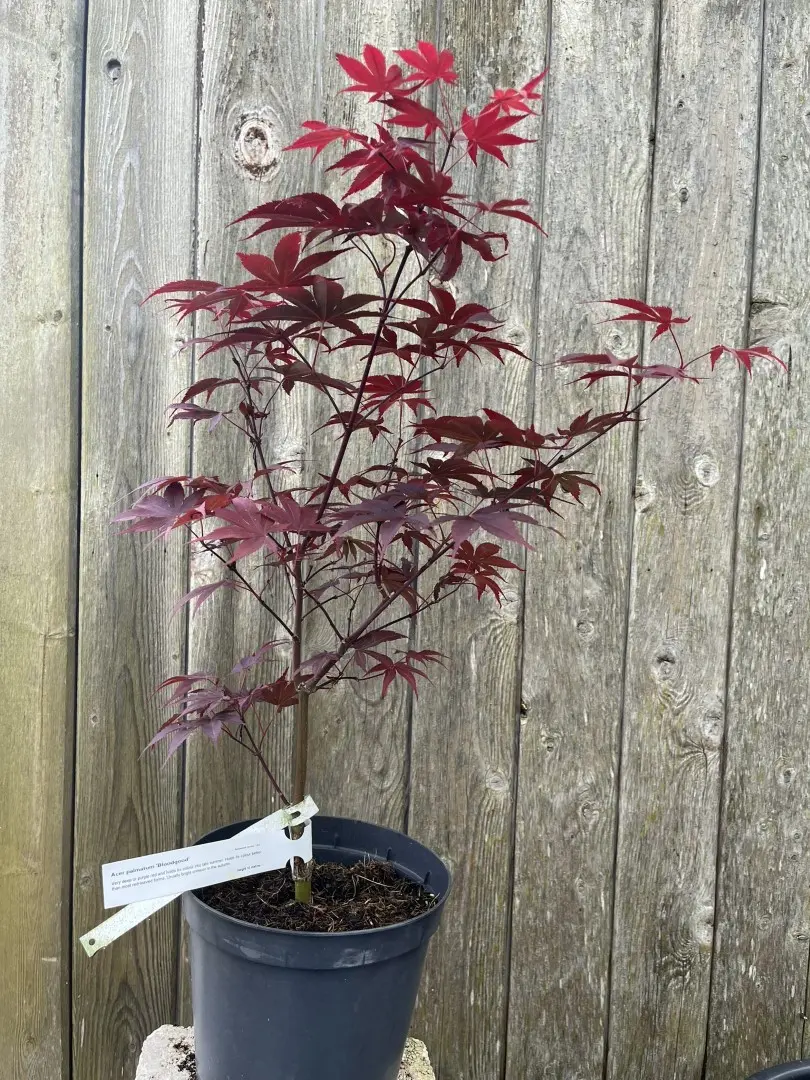 Japanese Maple Acer 'Bloodgood' 20/40cm (3L)
