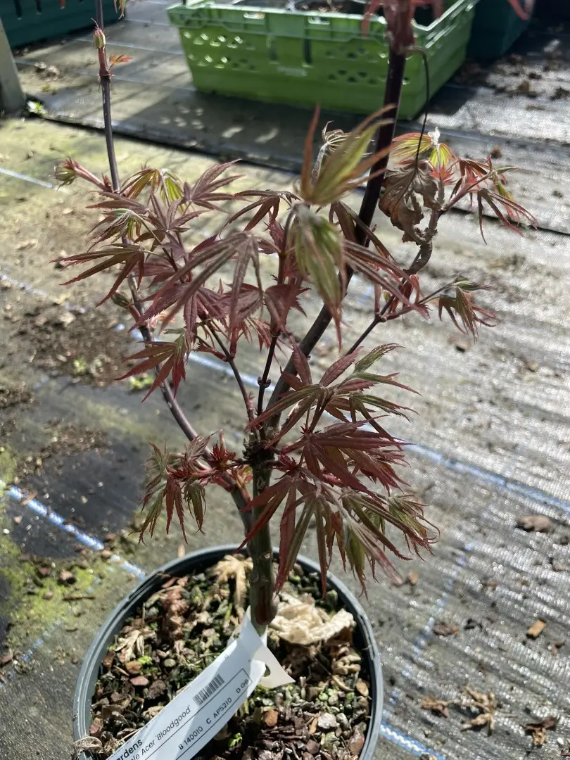 Japanese Maple Acer 'Bloodgood' 20/40cm (3L) - Image 9