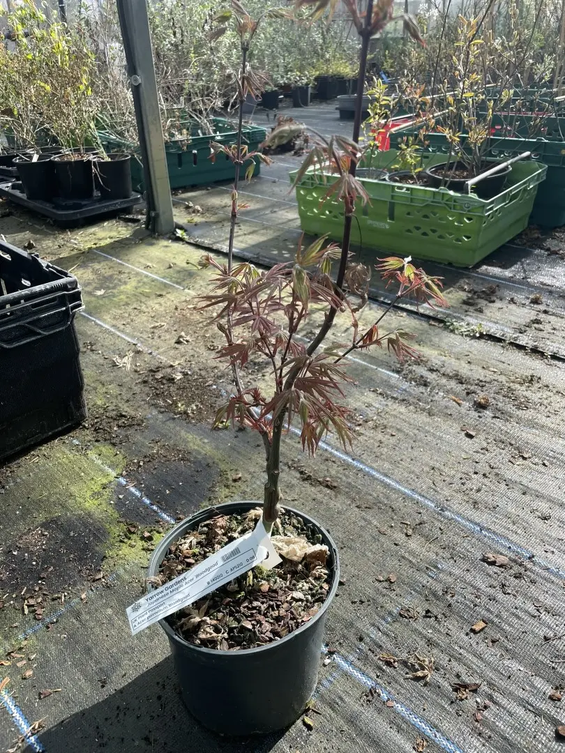 Japanese Maple Acer 'Bloodgood' 20/40cm (3L) - Image 8