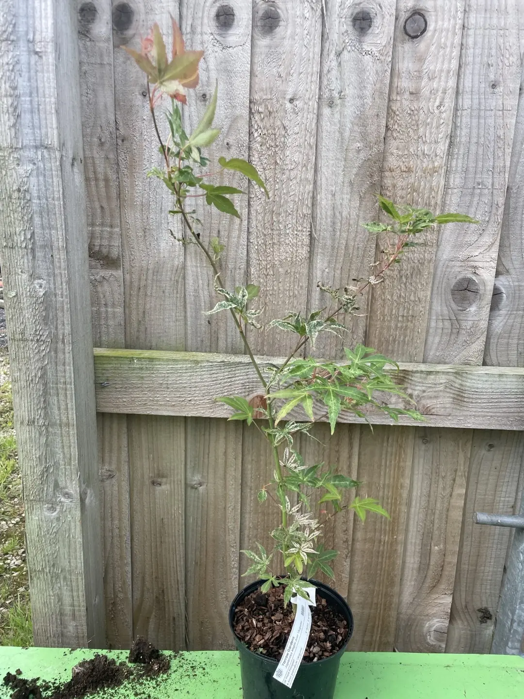 Japanese Maple Acer palmatum 'Uki-gumo' 60/80cm (3L) - Image 6