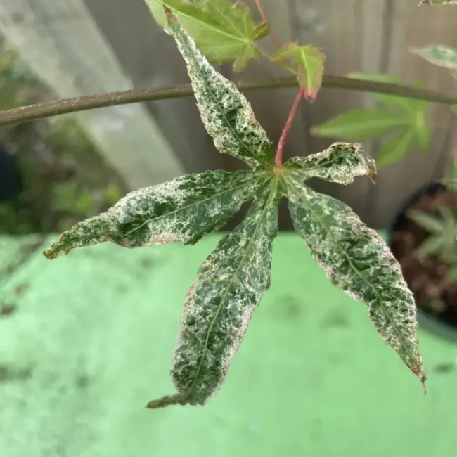 Japanese Maple Acer palmatum 'Ukigumo' 60/80cm Tree - Image 4