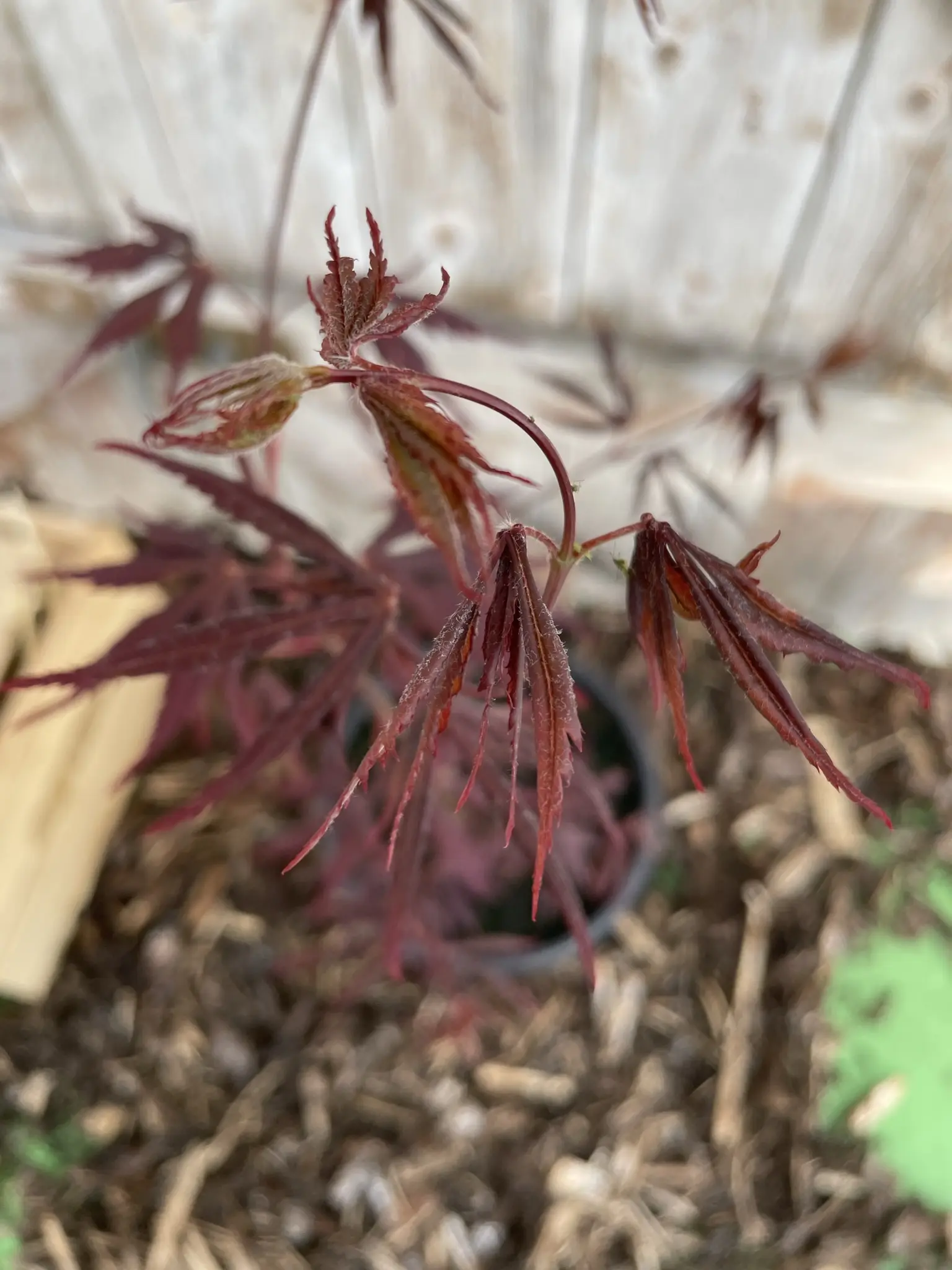 Japanese Maple Acer 'Bloodgood' 20/40cm (3L) - Image 3
