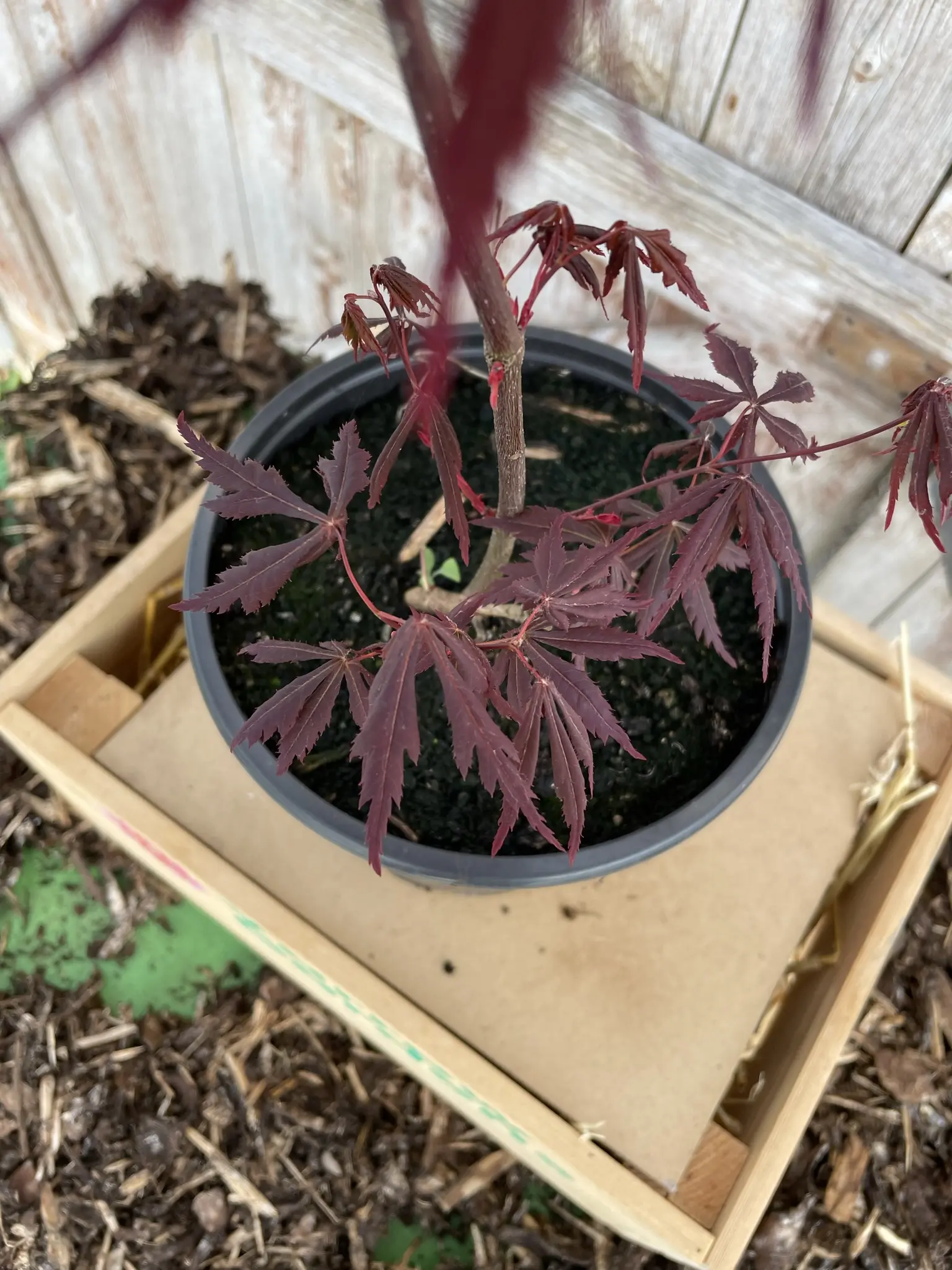 Japanese Maple Acer 'Bloodgood' 20/40cm (3L) - Image 6