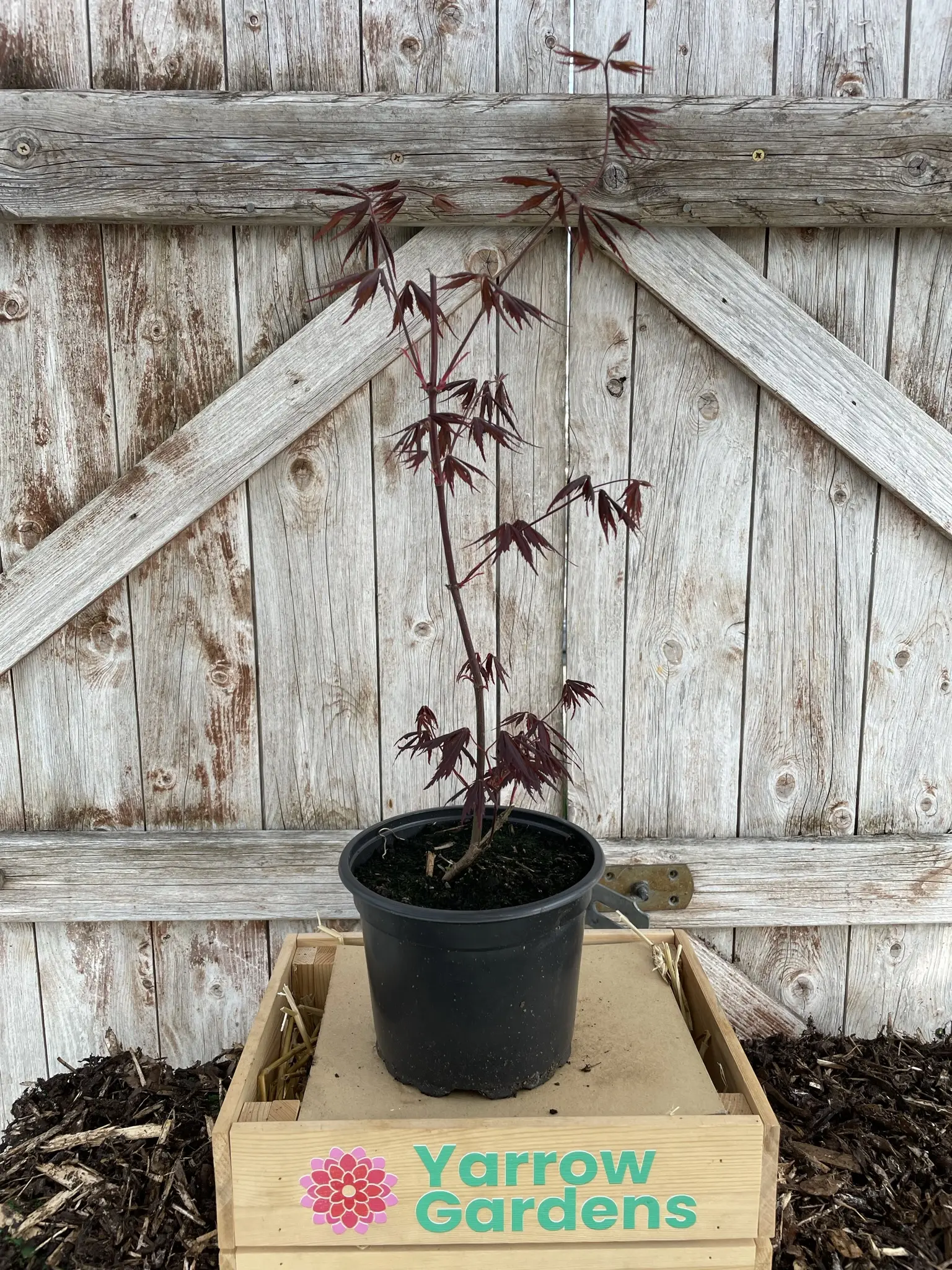 Japanese Maple Acer 'Bloodgood' 20/40cm (3L) - Image 4