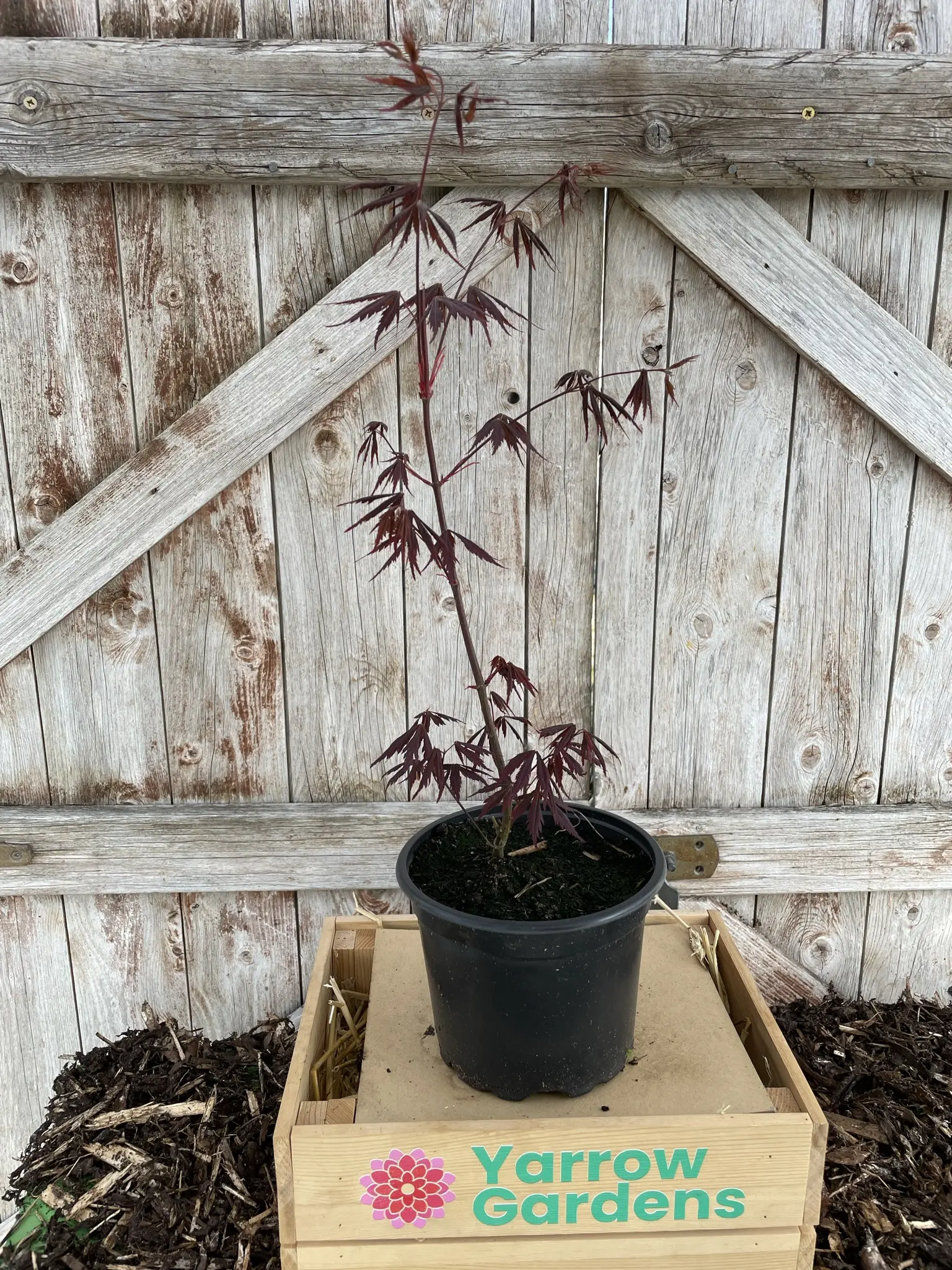 Japanese Maple Acer 'Bloodgood' 20/40cm (3L) - Image 2