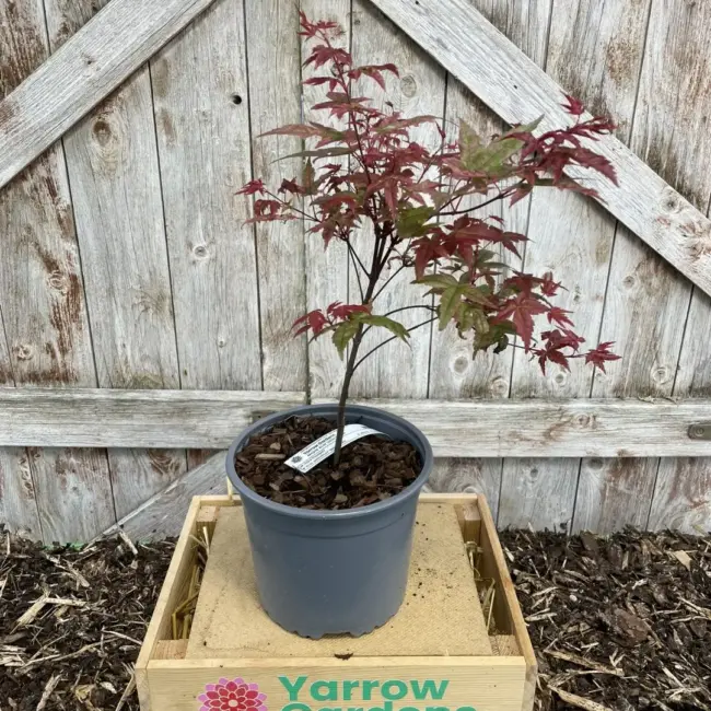 Japanese Maple Acer palmatum 'Ukigumo' 60/80cm Tree - Image 12