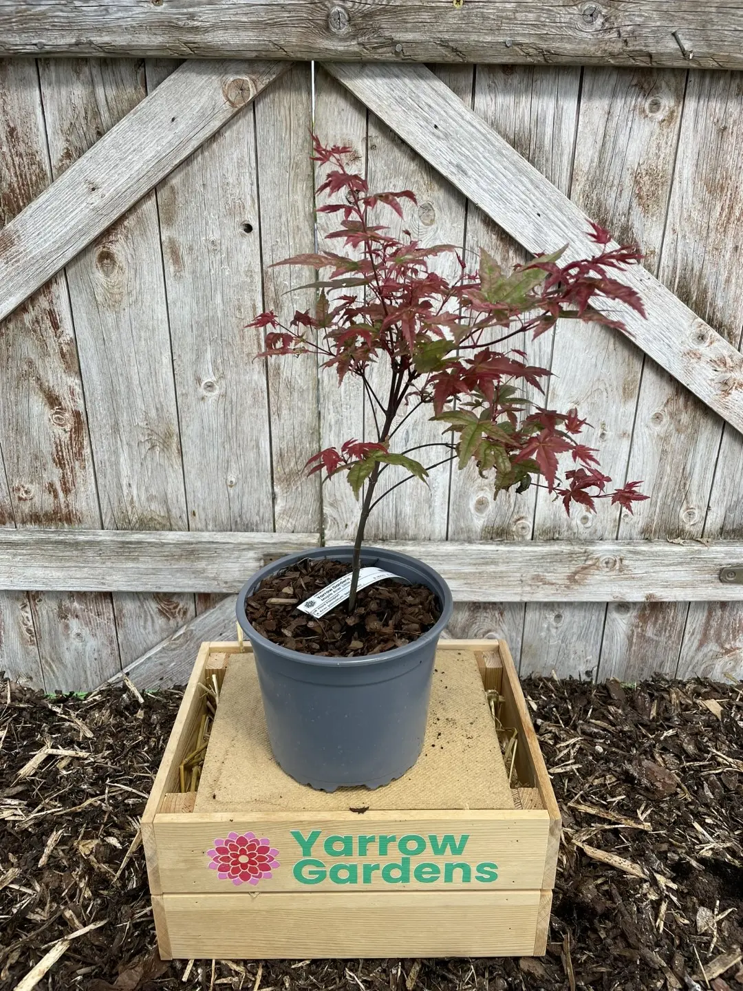 Japanese Maple Acer palmatum 'Uki-gumo' 60/80cm (3L) - Image 11