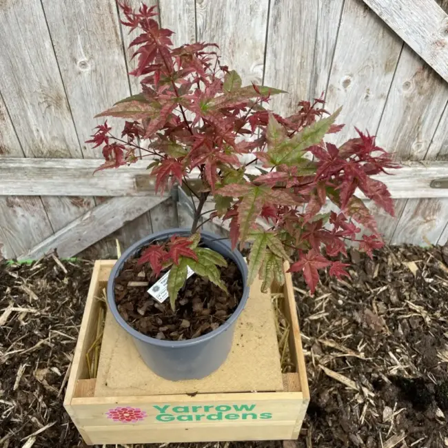Japanese Maple Acer palmatum 'Ukigumo' 60/80cm Tree - Image 3
