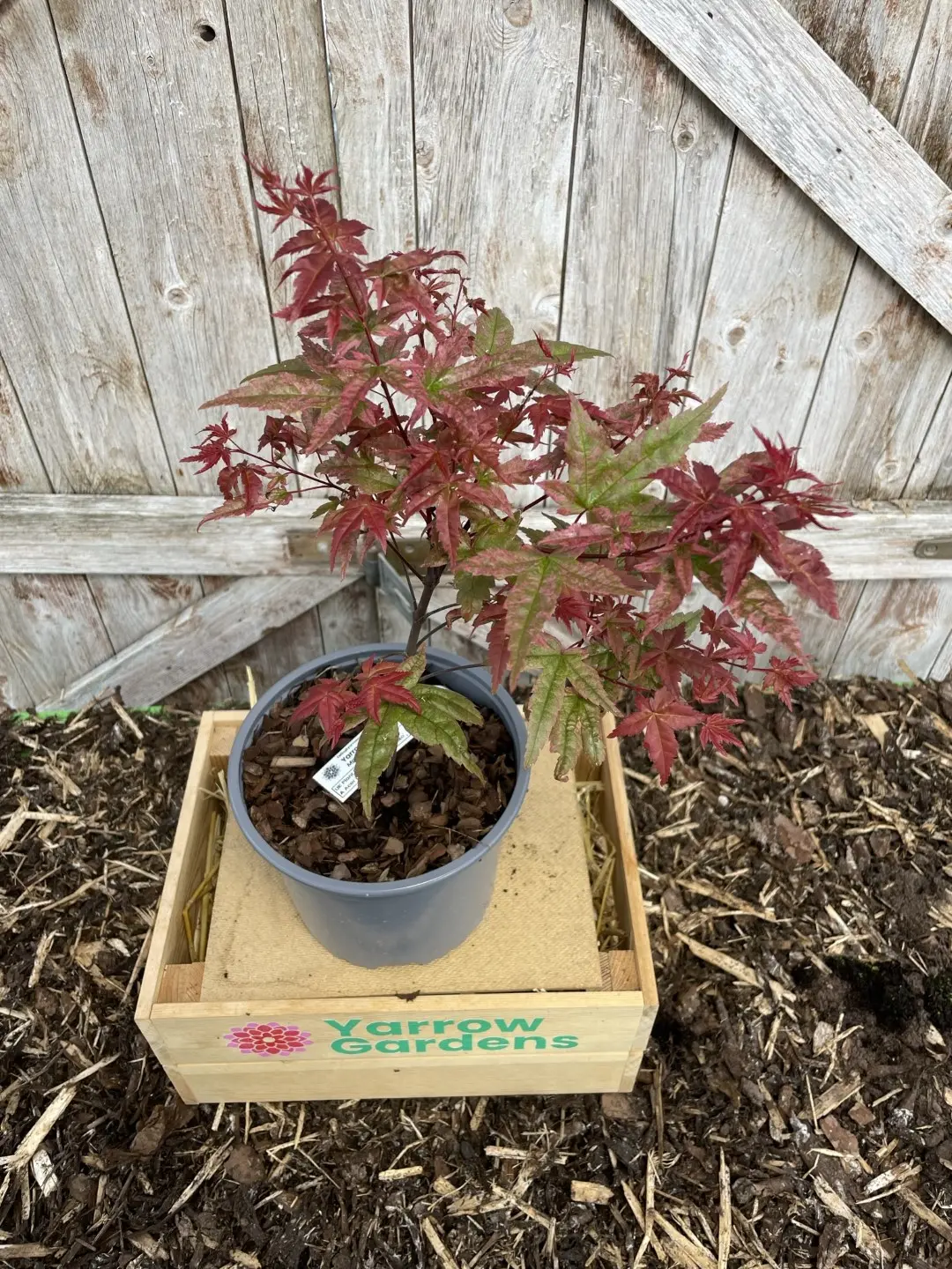 Japanese Maple Acer palmatum 'Uki-gumo' 60/80cm (3L) - Image 3