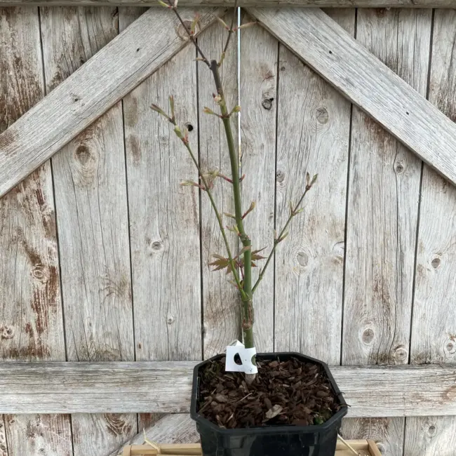 Japanese Maple Acer palmatum 'Ukigumo' 60/80cm Tree - Image 11