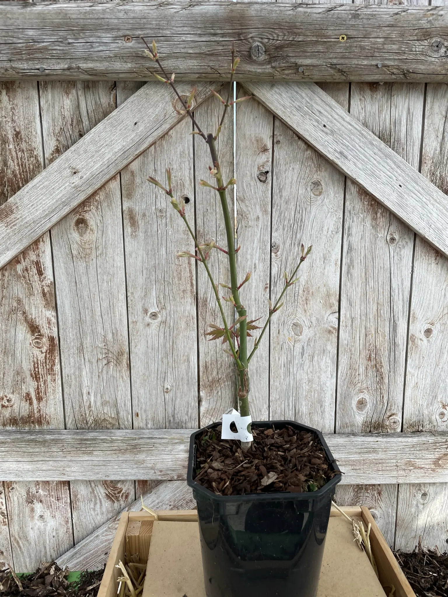 Japanese Maple Acer palmatum 'Uki-gumo' 60/80cm (3L) - Image 10