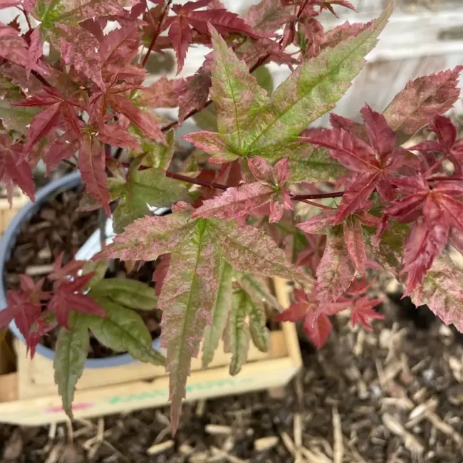 Japanese Maple Acer palmatum 'Ukigumo' 60/80cm Tree - Image 7