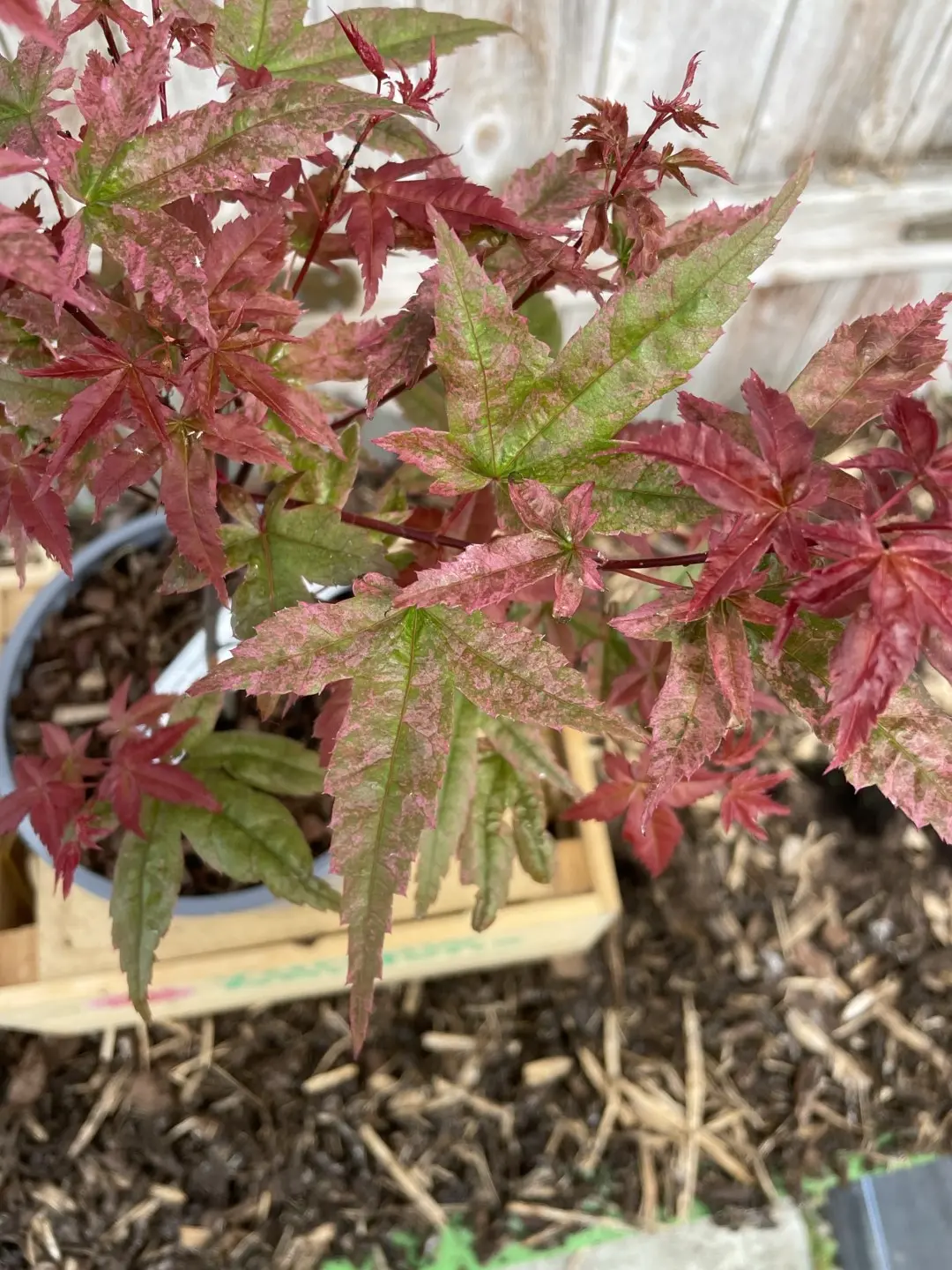 Japanese Maple Acer palmatum 'Uki-gumo' 60/80cm (3L) - Image 7