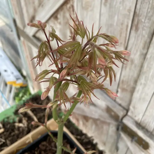 Japanese Maple Acer palmatum 'Ukigumo' 60/80cm Tree - Image 9