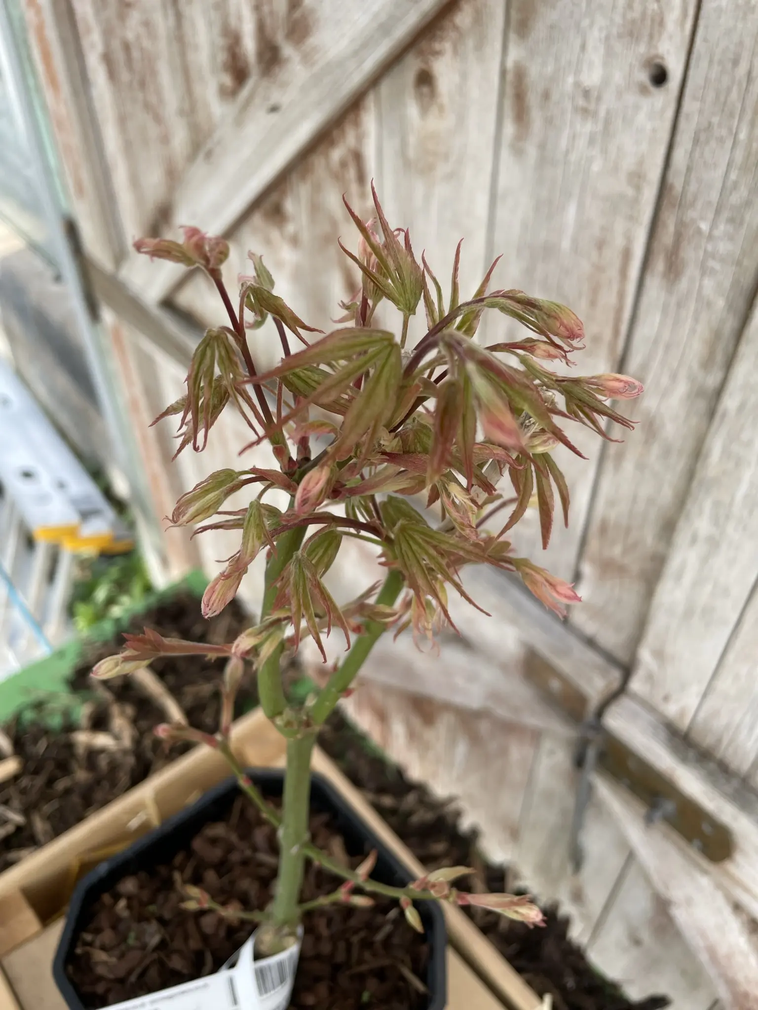 Japanese Maple Acer palmatum 'Uki-gumo' 60/80cm (3L) - Image 9