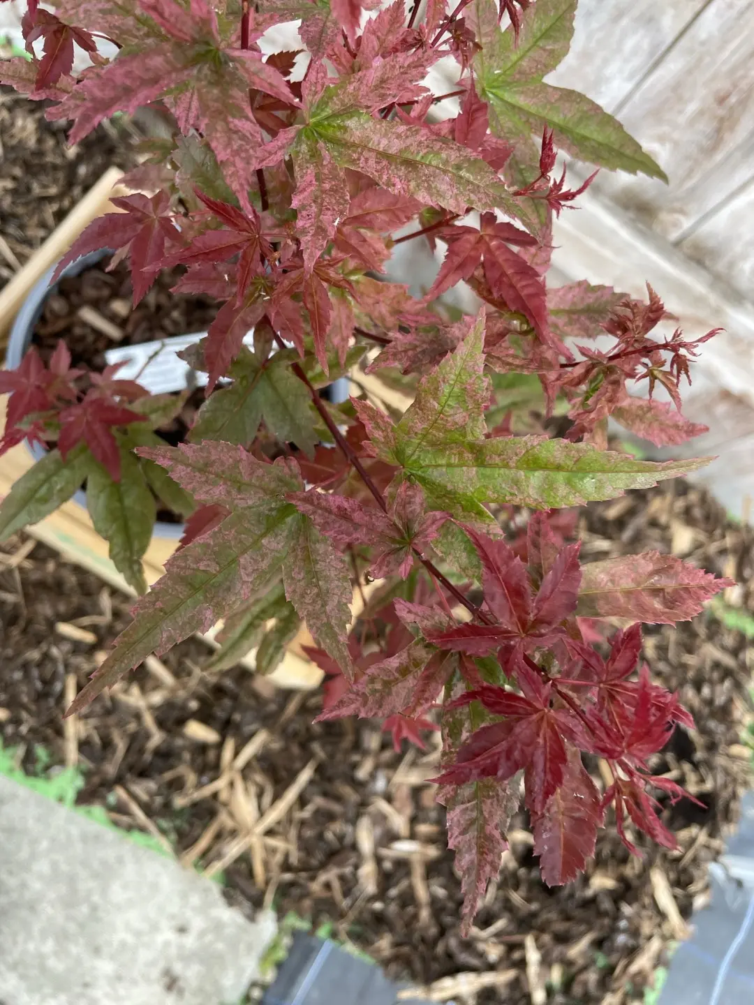 Japanese Maple Acer palmatum 'Uki-gumo' 60/80cm (3L) - Image 8
