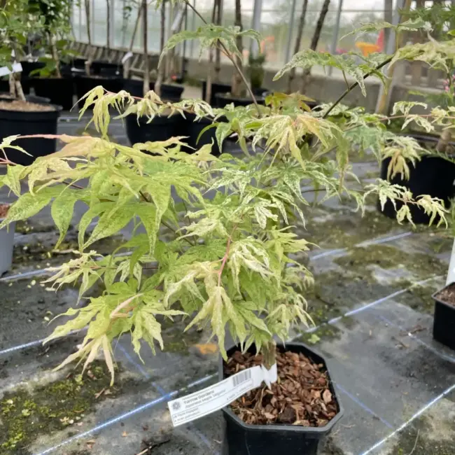 Japanese Maple Acer palmatum 'Ukigumo' 60/80cm Tree
