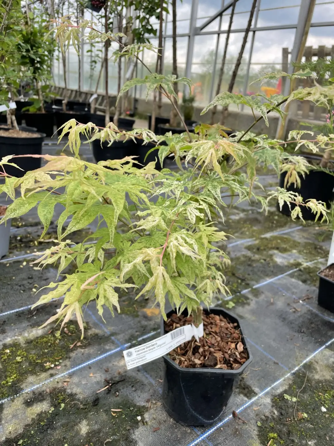 Japanese Maple Acer palmatum 'Uki-gumo' 60/80cm (3L)